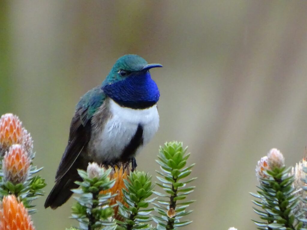 Ecuador tiene una nueva especie de colibrí y está en grave de peligro de extinción - Noticias USFQ